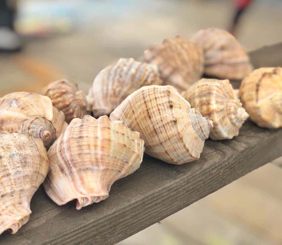 macro photo of shell