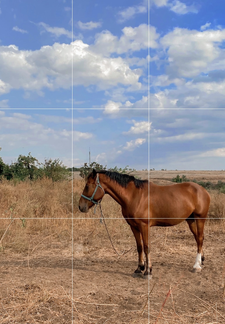 a photo of a horse showing the Grid option lines